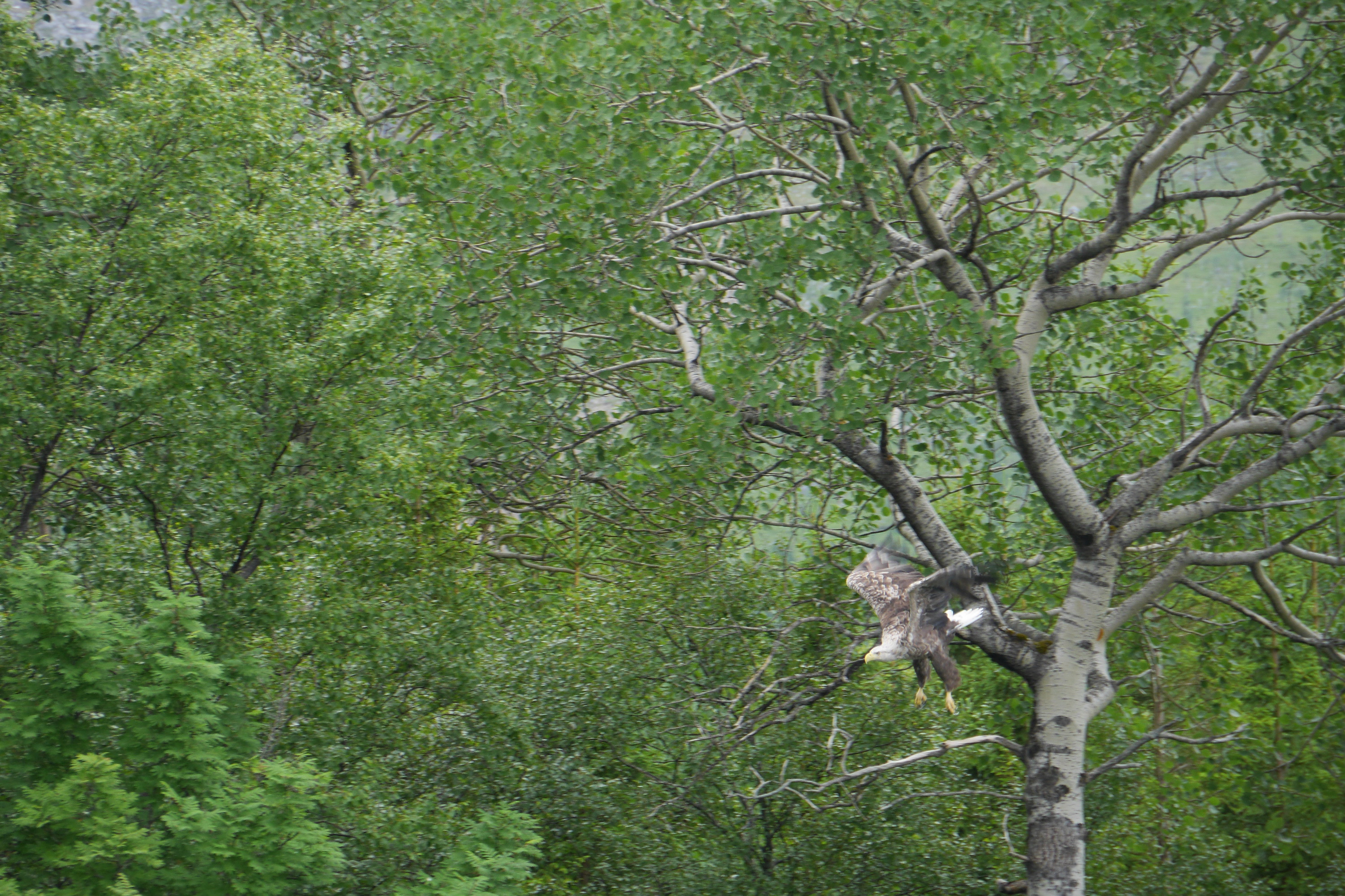 Seeadler beim Ausflug zum Svartisen Gletscher